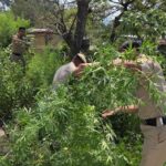 हमीरपुर में पुलिस ने नष्ट की चरस की खेती:थाना परिसर के आसपास उगी अवैध फसल, कहा- नशे की बिक्री पर दें सूचना