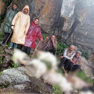 हिमाचल वूल फेडरेशन बोला- कांगड़ा में 120 भेड़-बकरियां मरी:दो दिन पहले गिरी थी आसमानी बिजली, डॉक्टरों की टीम भेजी गई