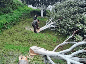 सुप्रीम-कोर्ट ने सेब के पेड़ काटने पर स्टे लगाया:हिमाचल में आगामी आदेशों तक वन भूमि पर नहीं चलेगी आरी; राज्य सरकार को आदेश