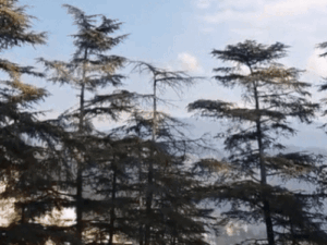 हिमाचल में बारिश से बढ़ी ठंड:6 दिन तक मौसम साफ रहने के आसार, केलांग में न्यूनतम तापमान 0.8 डिग्री