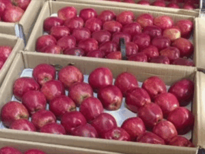 न्यूजीलैंड के सेब पर इम्पोर्ट ड्यूटी 25% की:संकट में हिमाचल की 5500 करोड़ की इंडस्ट्री, बागवान भड़के, PM मोदी ने नहीं निभाया वादा