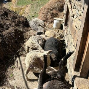 हिमाचल में तेंदुए का आतंक:एक रात में 25 भेड़ों का शिकार, बालीचौकी क्षेत्र के लोगों में दहशत, भेड़-पालक को लाखों का नुकसान