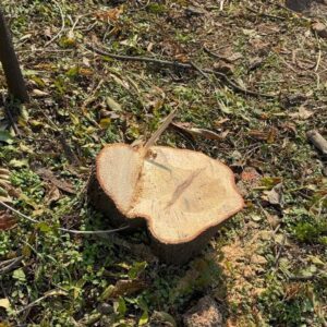 बिलासपुर में चंदन के 15 पेड़ काटे:लकड़ी लेकर फरार हुए तस्कर, ग्रामीणों ने उठाए वन विभाग की कार्यप्रणाली पर सवाल