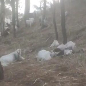 सोलन में आसमानी बिजली से 55 भेड़-बकरियों की मौत:तीन भेड़ पालक बाल बाल बचे, बूंदाबांदी होने से ठहरे थे