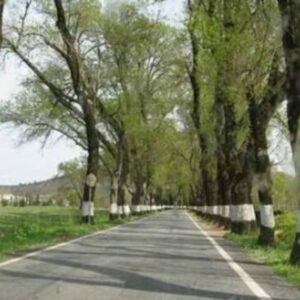 ऊना-बड़सर सड़क आज 4 घंटे बंद:पेड़ कटान से सुबह 11 से शाम 3 बजे तक रोक, बंगाणा-पीपलू मार्ग से ट्रैफिक डायवर्ट