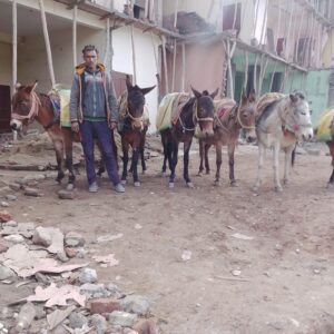 मंडी में खच्चर गुम, 10 हजार इनाम की घोषणा:CCTV खंगाले जा रहे, पुलिस में शिकायत, मालिक बोला- रोटी पर संकट, झील किनारे छोड़ी थी