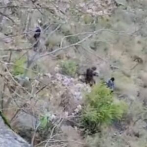किन्नौर में खाई में गिरने से दो युवकों की मौत:एक का शव 120 फीट नीचे मिला; हादसे का कारण स्पष्ट नहीं