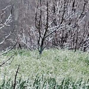 मंडी की बगड़ाथाच पंचायत में बर्फबारी से फसलों को नुकसान:जौ, लहसुन, मटर और सेब के फूल झड़े, किसानों और बागबानों की बढ़ी परेशानी