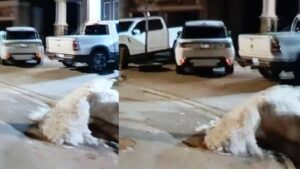 रोहित गोदारा-गोल्डी बरार गैंग ने कनाडा में दूसरे दिन की फायरिंग, Vipen Chauser से बोला- अगली बार गोली घर में चलेगी​on March 24, 2026 at 11:05 am