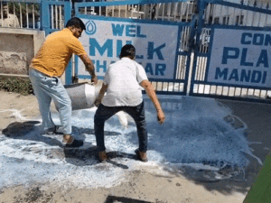 हिमाचल में किसान ने 500 लीटर दूध बहाया:2 दिन से नहीं खरीद रहा मिल्कफेड; 50 हजार का नुकसान, बोला- कर्ज नहीं चुका पाऊंगा