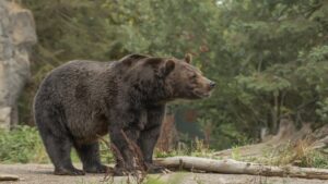 भालू ने वन दरोगा समेत 3 पर किया हमला, अब आदमखोर भालू को शूट करने का आदेश, विधायक बोले- नहीं मारा तो करेंगे आंदोलन​on April 2, 2026 at 5:06 pm