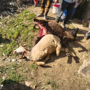 मंडी के छपराहन में तेंदुए का आतंक:छत के रास्ते गौशाला में घुसकर 4 मवेशी मारे; 2 बछियों और 2 भेड़ों को बनाया शिकार