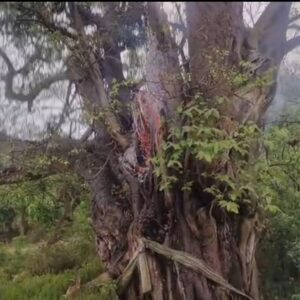 पहाड़ी देवता के पेड़ पर आसमानी बिजली गिरी:पीपल के पेड़ के नीचे खड़े दो गोवंश की मौत,कांगड़ा के नलसुहा गांव की घटना