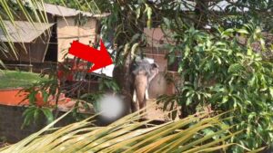 गाड़ी से उतरते ही भड़का हाथी, ले ली ड्राइवर की जान; महावत को भी कर दिया घायल​on May 1, 2026 at 8:04 am