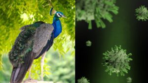 H5N1 वायरस का कहर! 40 मोरों की हो गई मौत, नॉनवेज खाने को लेकर प्रशासन ने दी ये सलाह​on May 2, 2026 at 4:23 am
