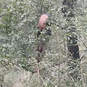हिमाचल में भीषण हादसा, 4 की मौत:ऑल्टो अनियंत्रित होकर 300 फीट खाई में गिरी; रेस्क्यू ऑपरेशन जारी