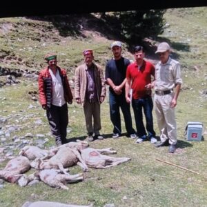 हिमाचल में तेंदुए का आतंक, 14 भेड़ें मारीं:पशुपालक को सुबह मृत मिलीं; भरमाणी माता मंदिर के पास वारदात से हड़कंप