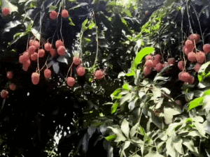 दुबई, इंग्लैंड और सिंगापुर में मिठास घोलेगी पठानकोट की लीची:लीची जोन के बागवानों को मिली इंटरनेश्नल मार्केट; 2 हजार मीट्रिक टन बढ़ा उत्पादन