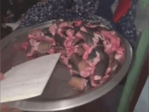 धर्मशाला में ‘इंडियन मॉनिटर लिज़र्ड’ का अवैध शिकार:आरोपी के घर से मिला मांस, वन विभाग ने की FIR, बाघ-शेर के समान है संरक्षित जीव