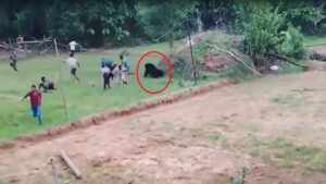 कुएं से बचाया, बाहर आते ही लोगों के पीछे दौड़ा भालू! अंगुल में रेस्क्यू के बाद मची भगदड़, VIDEO वायरल​on July 13, 2026 at 5:33 pm