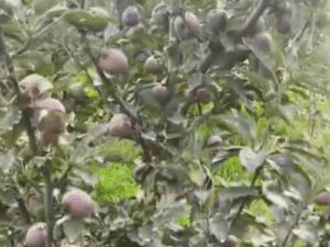 हिमाचल के सेब बागानों पर ‘अल्टरनेरिया’ का प्रकोप:समय से पहले झड़ रहे पत्ते; बागवानों में बढ़ी प्रोडक्शन और क्वालिटी गिरने की चिंता