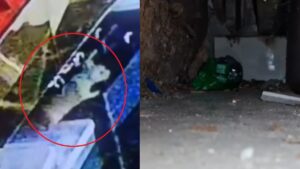 जब चूहों ने उड़ाए 10 लाख के गहने, CCTV देख कर बिल से निकाली गईं 10 अंगूठियां और 2 हार-VIDEO​on July 30, 2026 at 10:23 am