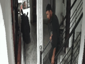 मंडी में बंदरों के हमले में युवक घायल, VIDEO:शरीर में कई जगह चोट के निशान; भोजपुर बाजार में मची अफरा-तफरी