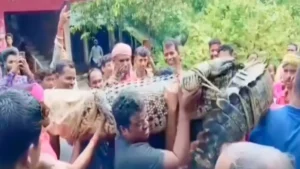 VIDEO: जब गौशाला में घुसा 15 फीट मगरमच्छ, ग्रामीणों ने बोरी से मुंह बंद कर कंधे पर उठाया, गांव से किया बाहर​on September 24, 2026 at 11:00 am