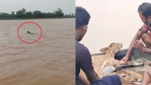 बच्चा बहा तो जान की परवाह किए बिना नदी में कूद गई मां हिरण, दोनों का हुआ रेस्क्यू; देखें VIDEO​on September 27, 2026 at 9:24 am