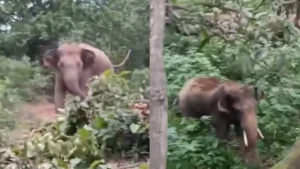 हाथी को भगाने गया था वनकर्मी, गुस्साए हाथी ने पलट दिया खेल, आम के पेड़ पर चढ़कर बचानी पड़ी जान, देखें Video​on September 2, 2026 at 2:50 am