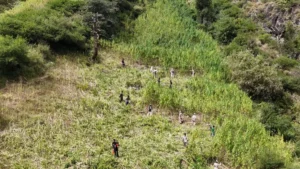 कुल्लू में 2,100 से 3,050 मीटर की ऊंचाई पर उगाई जा रही थी भांग की फसल, प्रशासन ने कार्रवाई कर के नष्ट की​on October 12, 2026 at 3:53 pm