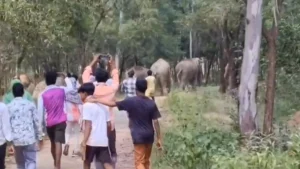 जंगली हाथियों के झुंड को दौड़ाकर पीटते दिखे युवक, वायरल Video से बढ़ी चिंता​on October 14, 2026 at 1:10 pm