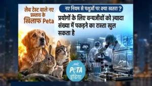 जानवरों पर एक्सपेरीमेंट के नियमों में बदलाव का ड्राफ्ट जारी, PETA ने जताया विरोध, कहा- ‘पशुओं पर क्रूरता बढ़ेगी’​on October 26, 2026 at 5:55 pm