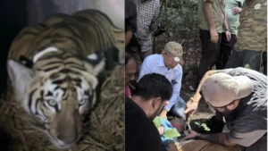 बिहार की बाघिन ने भरी ‘संरक्षण की उड़ान’, IAF के विशेष विमान से बक्सा टाइगर रिजर्व भेजा गया​on September 30, 2026 at 6:02 pm